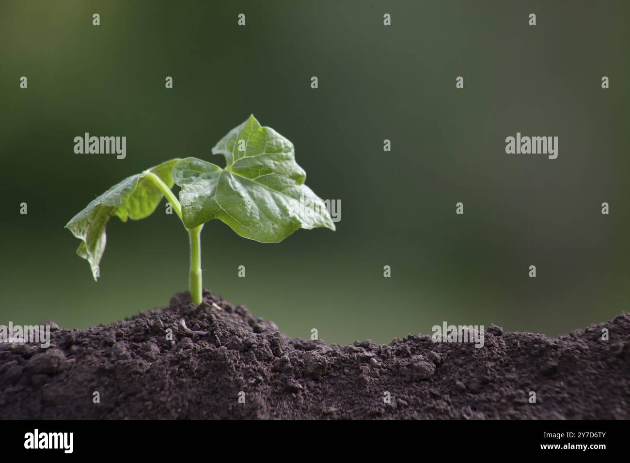 Bean sprout sur un arrière-plan flou. La jeune plante a germé du sol Banque D'Images