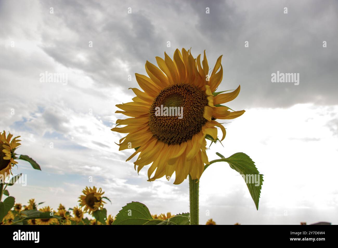 Tournesols sur fond de ciel nuageux Banque D'Images