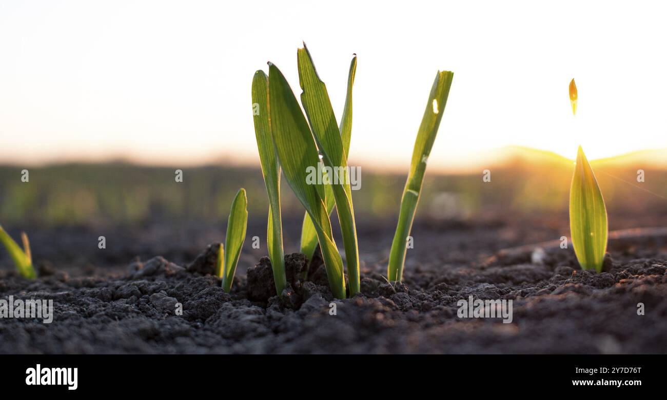 Pousses de grain surcultivé sur un champ dans le sol. Soleil du matin. Dommages aux pousses d'orge mangées par les ravageurs Banque D'Images