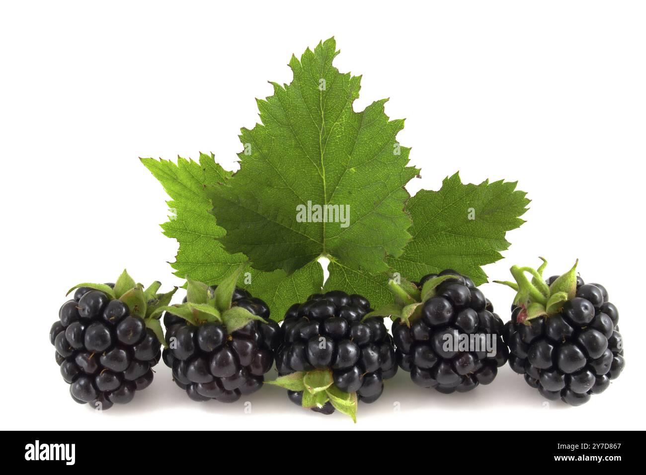 Les mûres avec des feuilles isolées sur fond blanc Banque D'Images