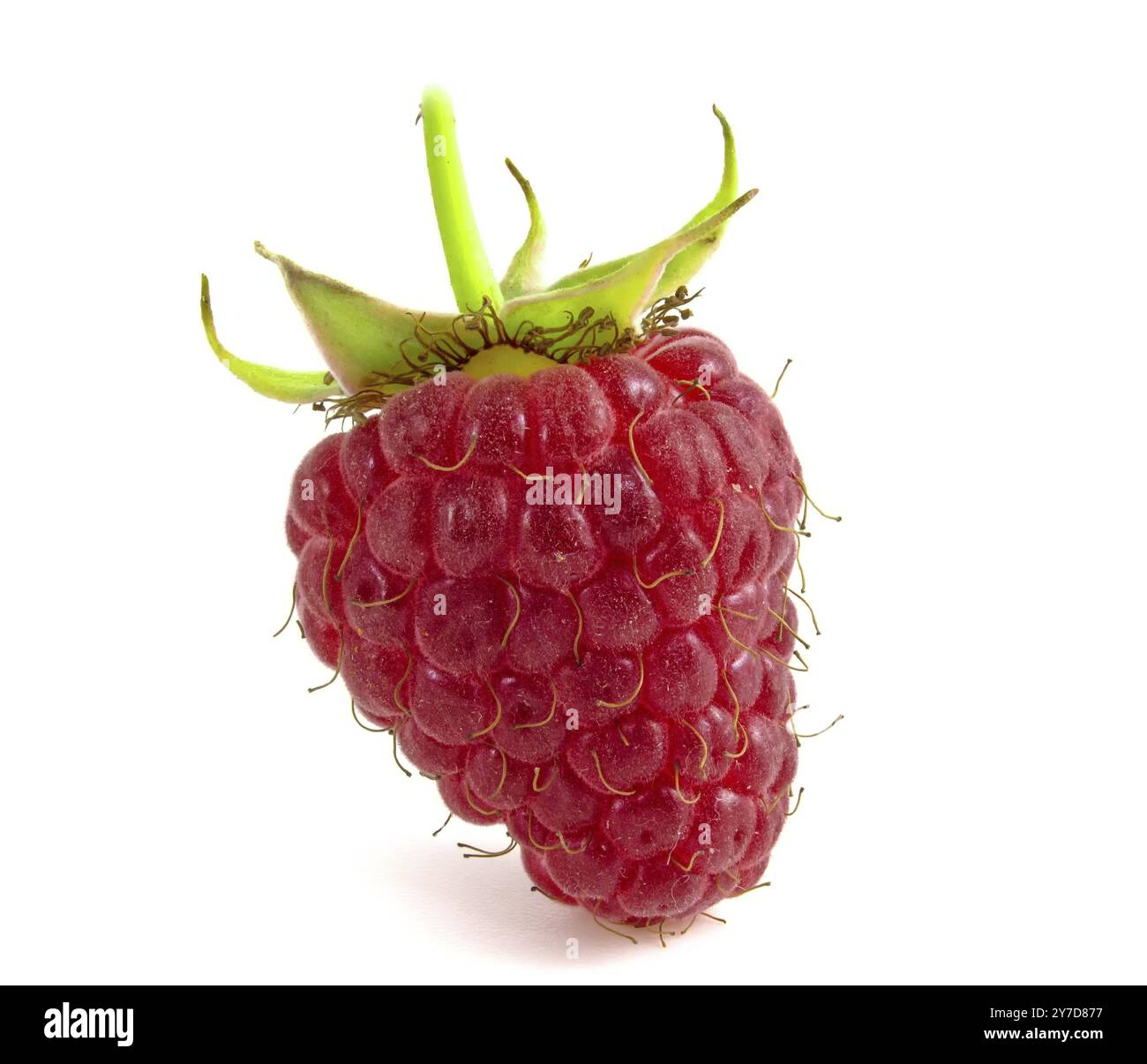 Framboises isolées sur fond blanc. Baie avec pédoncule en gros plan Banque D'Images