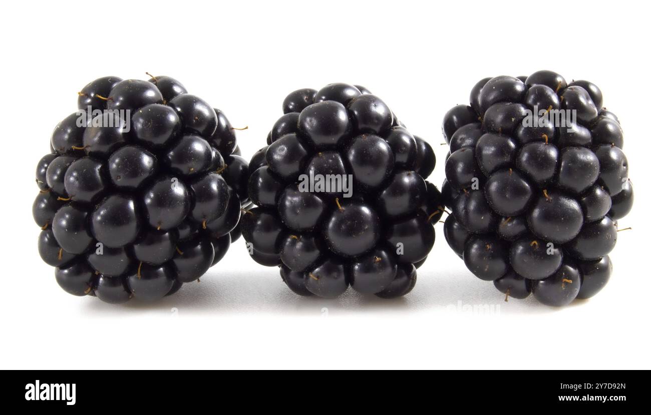 Mûres mûres isolées sur fond blanc avec passe-cheveux. Gros plan sur les baies noires Banque D'Images