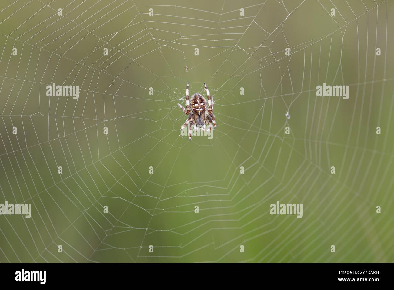 Araignée croisée à quatre taches (Araneus quadratus), au centre de la toile, basse-Saxe, Allemagne, Europe Banque D'Images