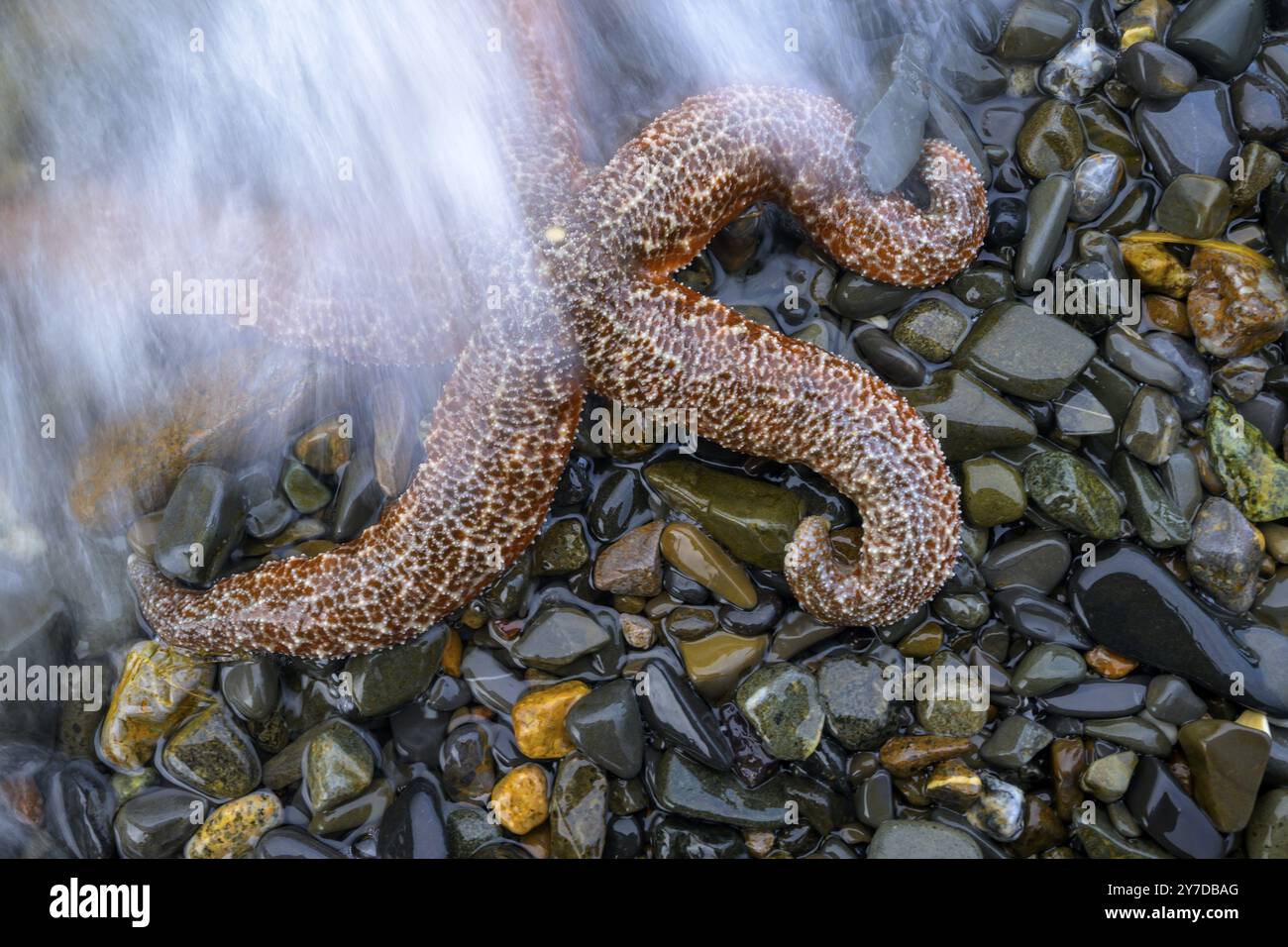 Une étoile de mer (Echinodermata spec.) Sur des pierres mouillées, entourées d'eau, dans un environnement naturel, Hoonah, Alaska, USA, Amérique du Nord Banque D'Images