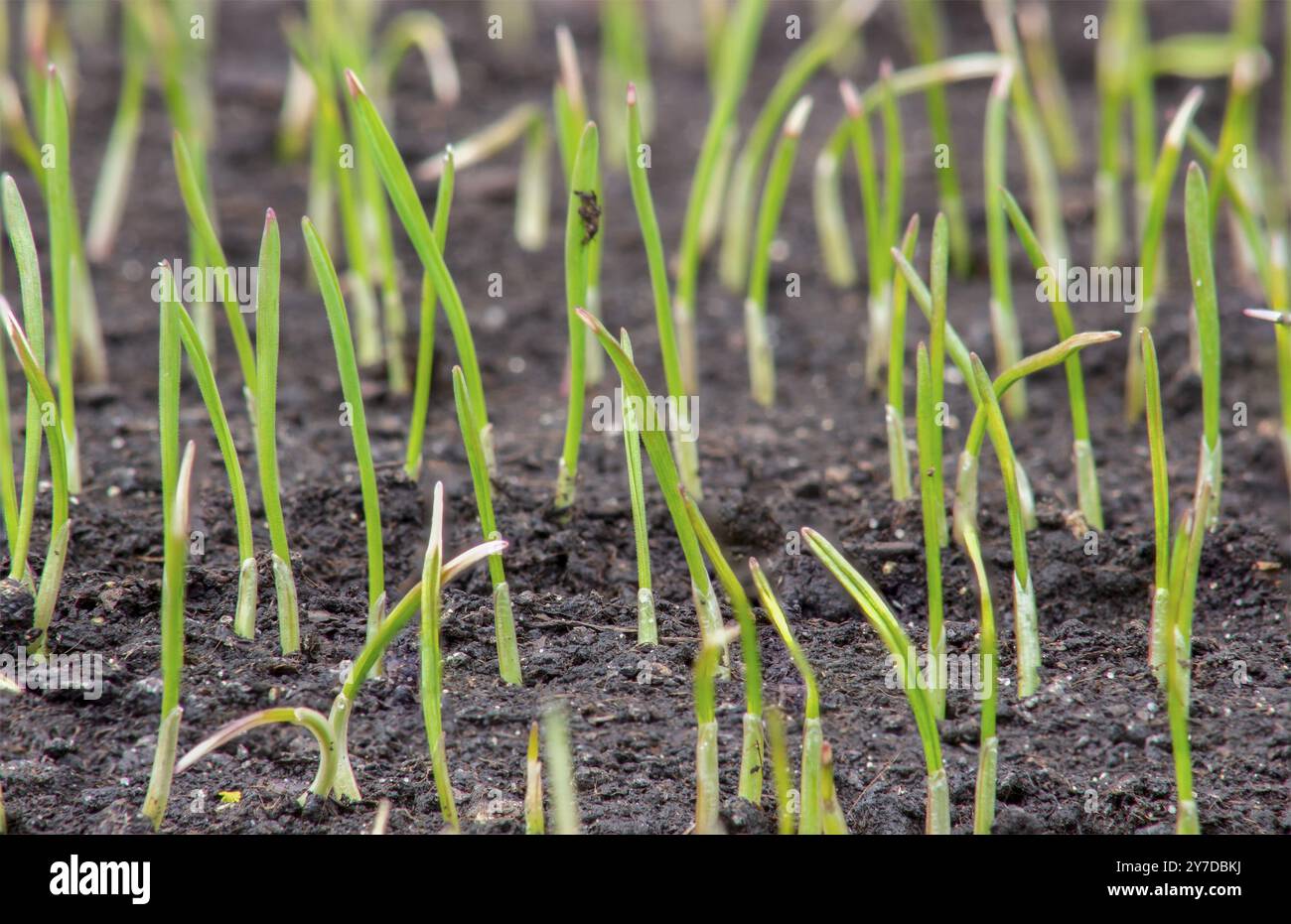 Jeunes pousses de blé, cultures céréalières dans le champ Banque D'Images