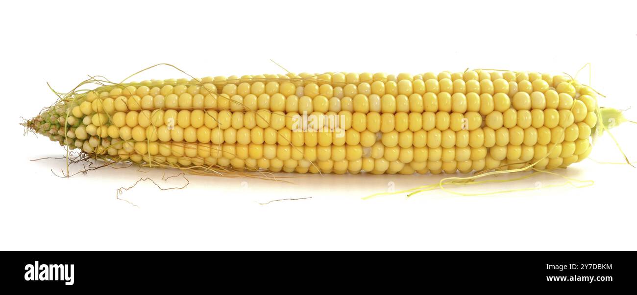 Épis de maïs jeune isolé sur fond blanc Banque D'Images