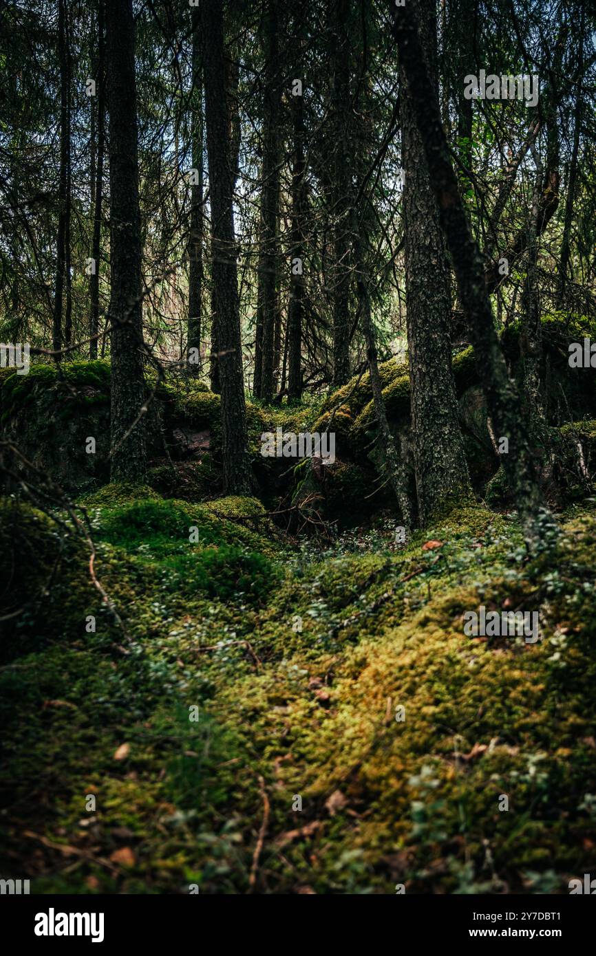 Une forêt dense tranquille à Idre Dalarna, Suède, mousse luxuriante couvrant le sol et des rochers entourés de grands arbres dans un environnement naturel paisible Banque D'Images