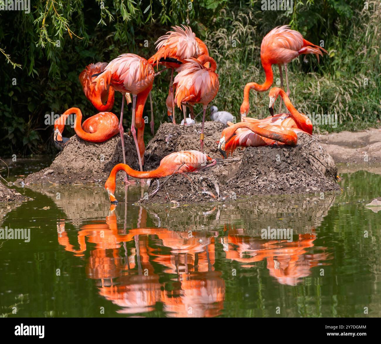 Groupe de flamants aux couleurs vives Banque D'Images