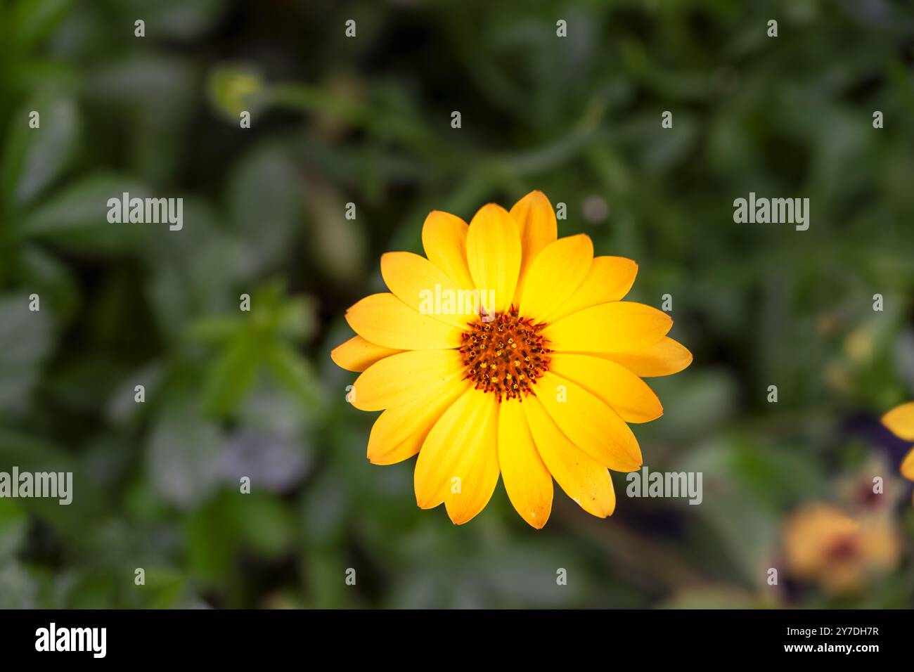 Belle fleur jaune de Dimorphotheca sinuata ou Marguerite africaine en été, gros plan Banque D'Images