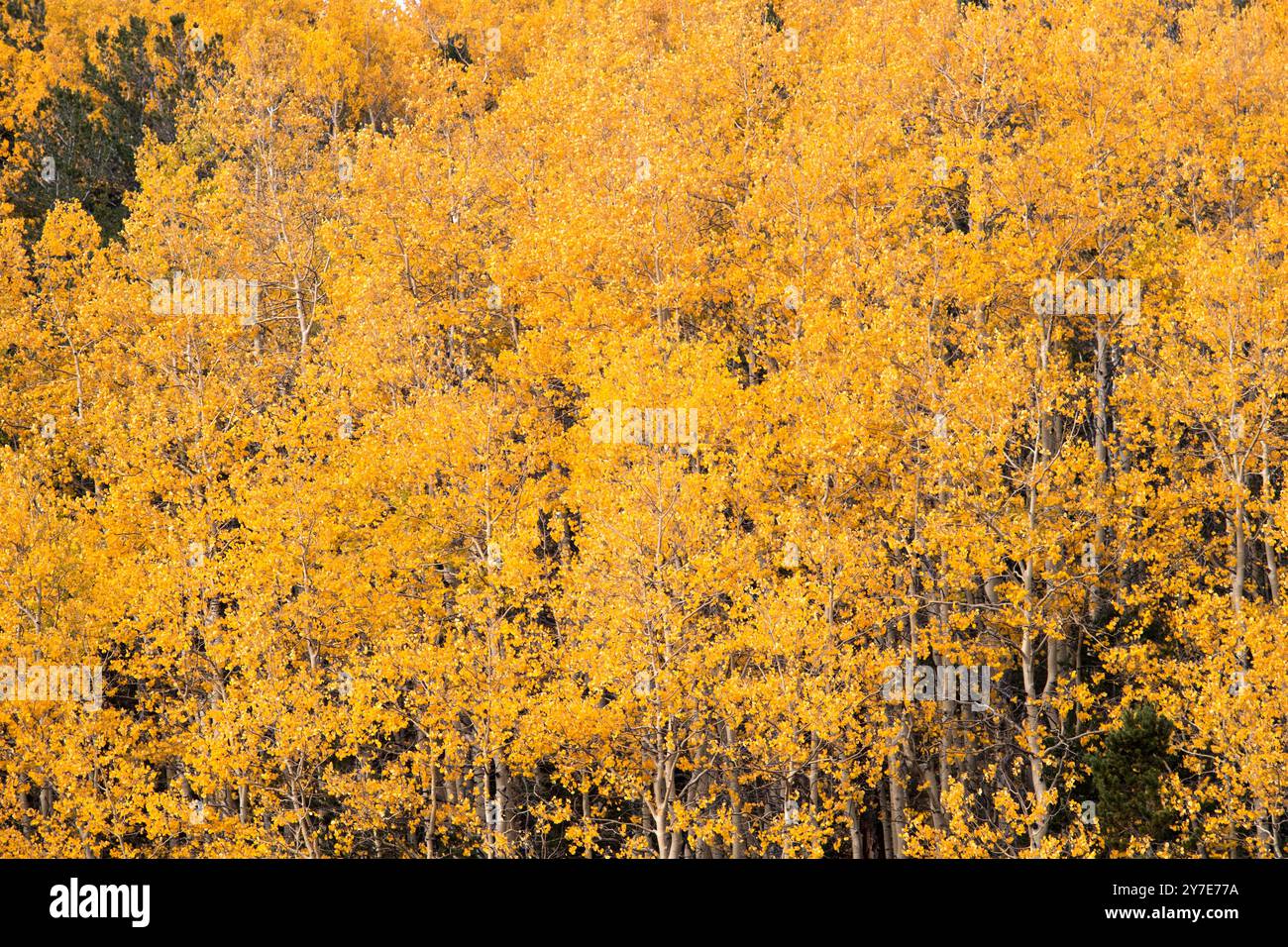 Couleurs d'automne avec peupliers près de Pikes Peak, Colorado, 25 et 27 septembre 2024 Banque D'Images