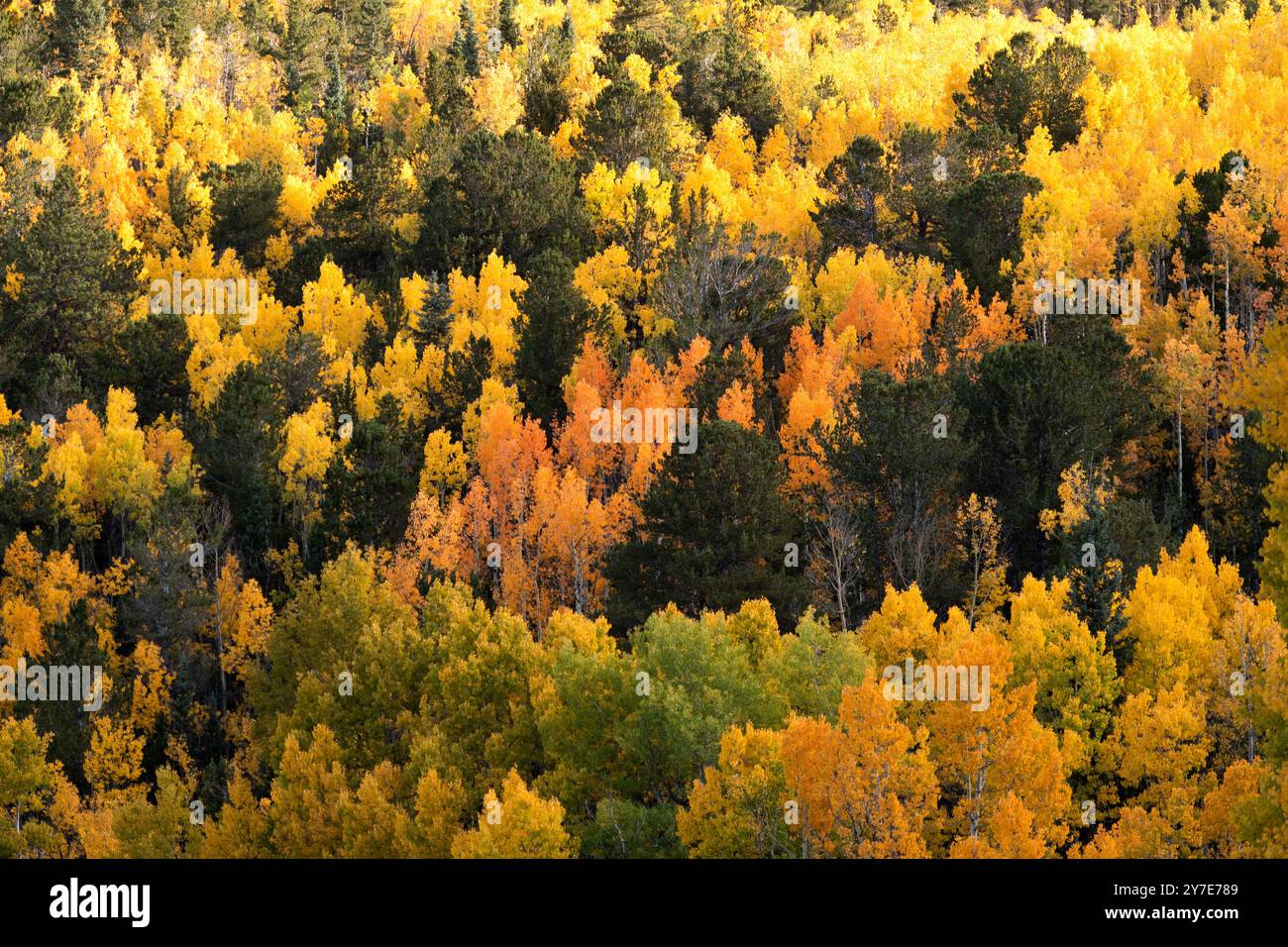 Couleurs d'automne avec peupliers près de Pikes Peak, Colorado, 25 et 27 septembre 2024 Banque D'Images