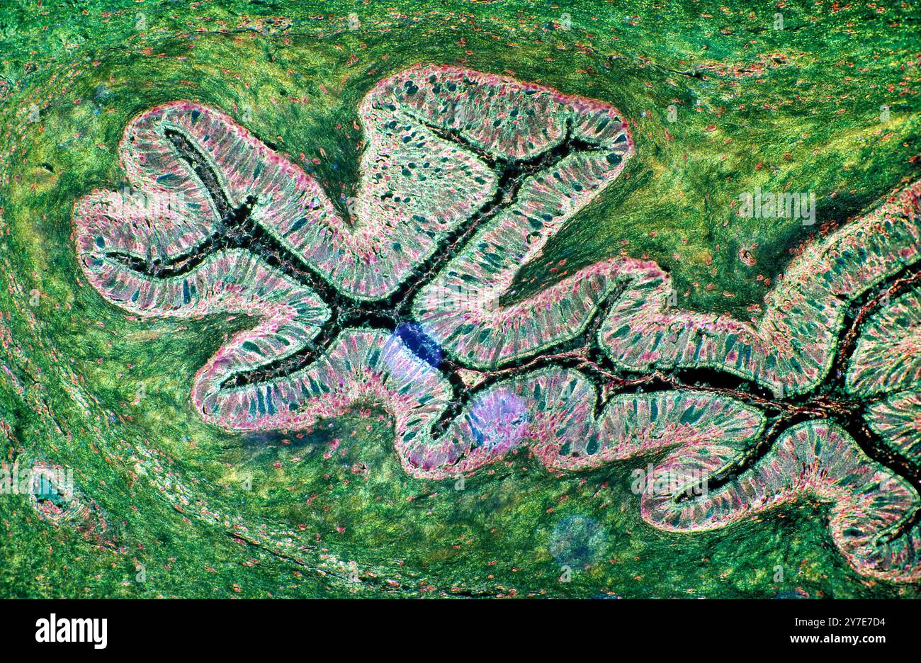 Épithélium colombien cilié stratifié 25x Banque D'Images