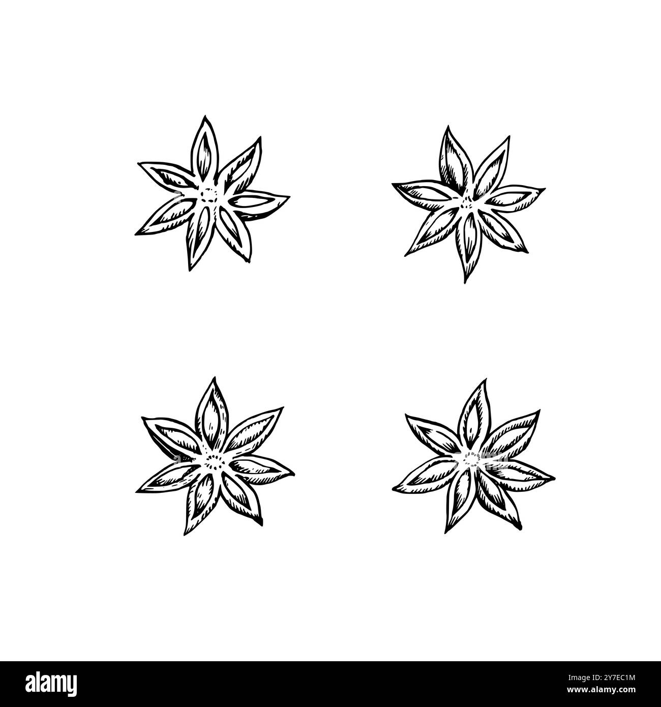 Graines d'anis étoilé isolées sur fond blanc. Illustration vectorielle dessinée à la main dans le style de gravure noir et blanc. Illustration de Vecteur