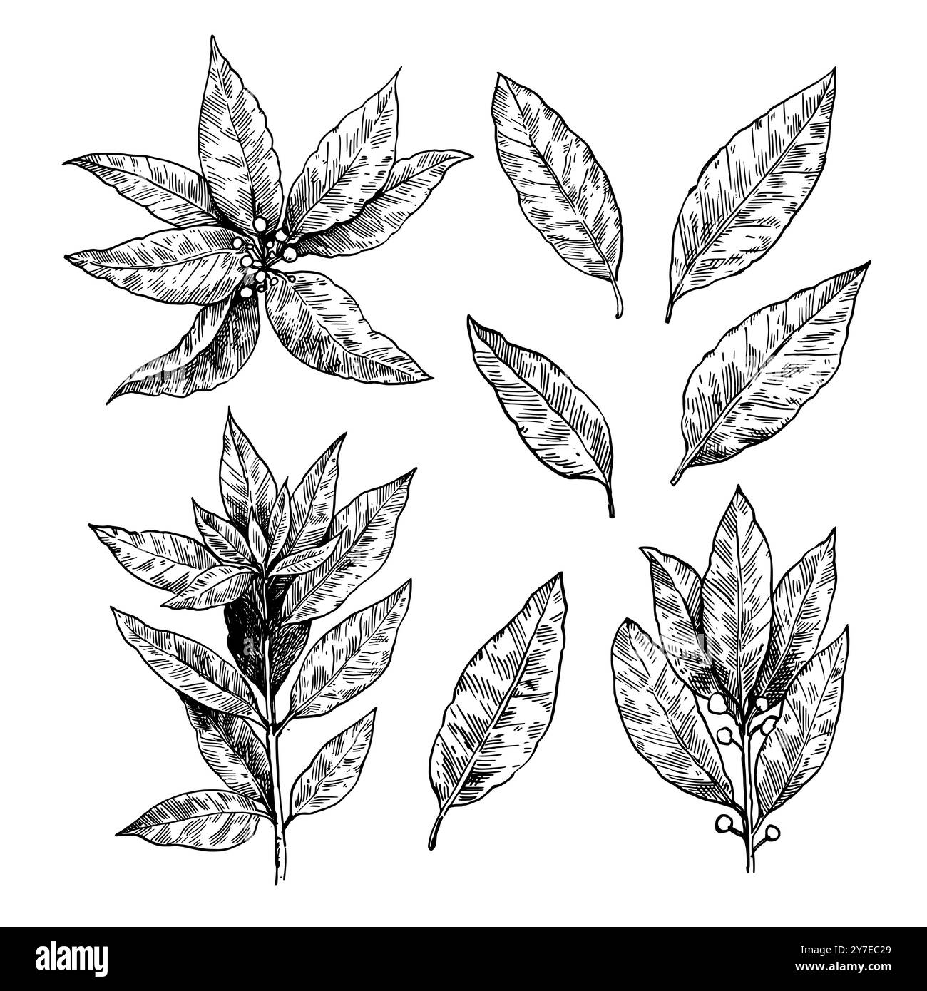 Ensemble d'illustrations de feuilles de laurier. Branches et feuilles de lauriers. Laurus nobilis dessin à la main dans le style de gravure rétro. Illustration de Vecteur