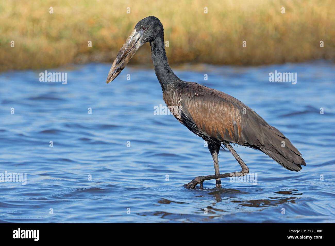 Une cigogne africaine à bec ouvert (Anastomus lamelligerus) en eau peu profonde, Parc national de Chobe, Botswana Banque D'Images