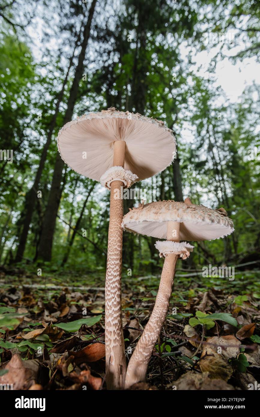 Champignon parasol - macrolepiota procera, poussant sur le sol forestier Banque D'Images