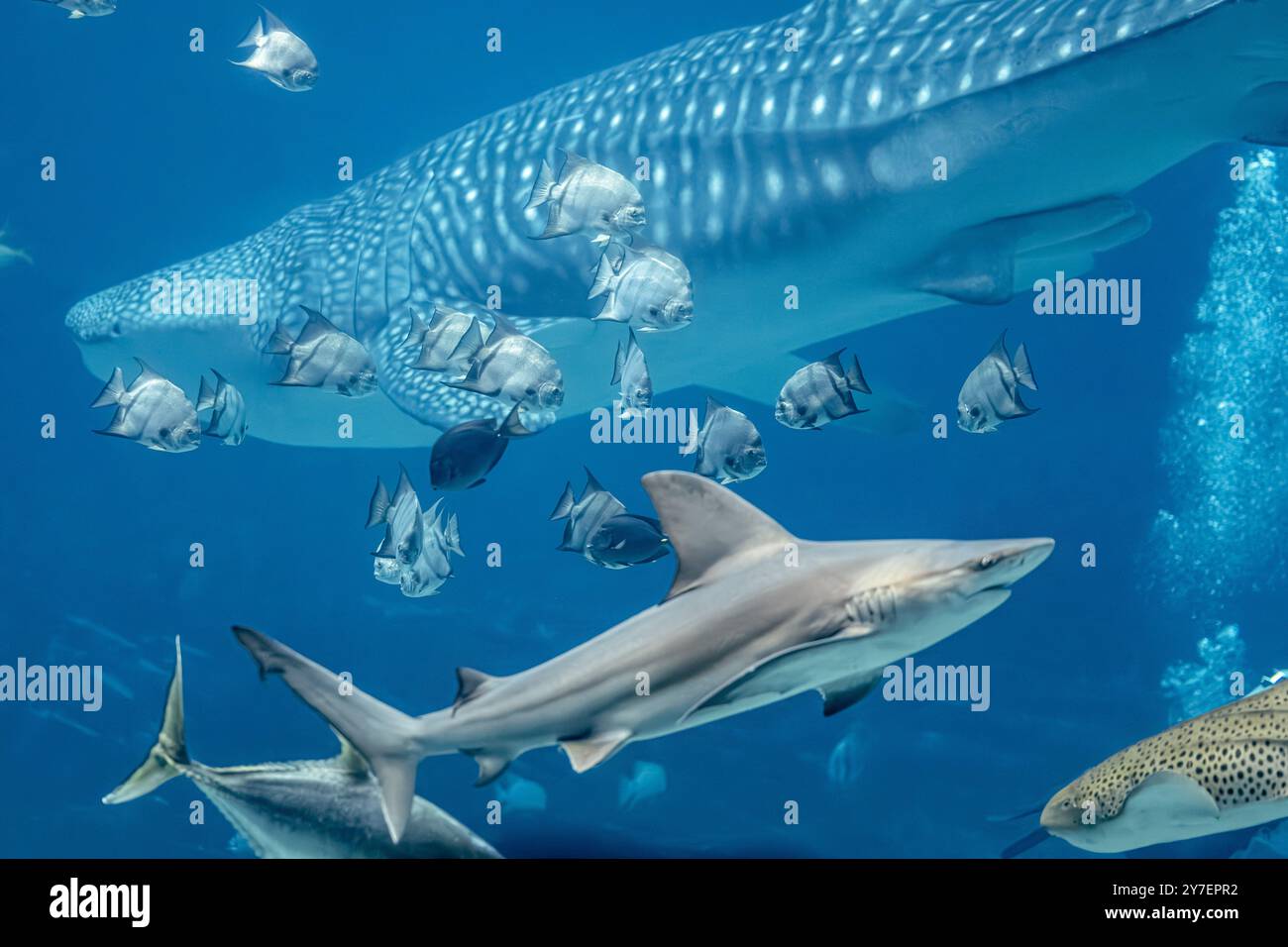 L'exposition Ocean Voyager à l'Aquarium de Géorgie à Atlanta, en Géorgie, est l'une des plus grandes expositions aquatiques au monde. (ÉTATS-UNIS) Banque D'Images