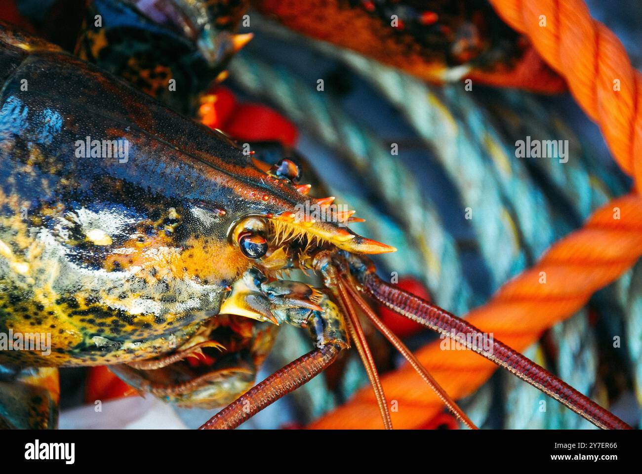 Photographie rapprochée de homard vivant sur pile de corde Banque D'Images