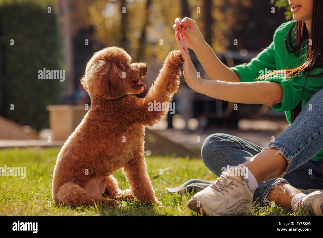 caniche rouge se promène dans le parc avec le propriétaire, chien rouge assis sur le sol, donnant la patte au propriétaire, arbres verts en arrière-plan, concept de promenade de chien Banque D'Images