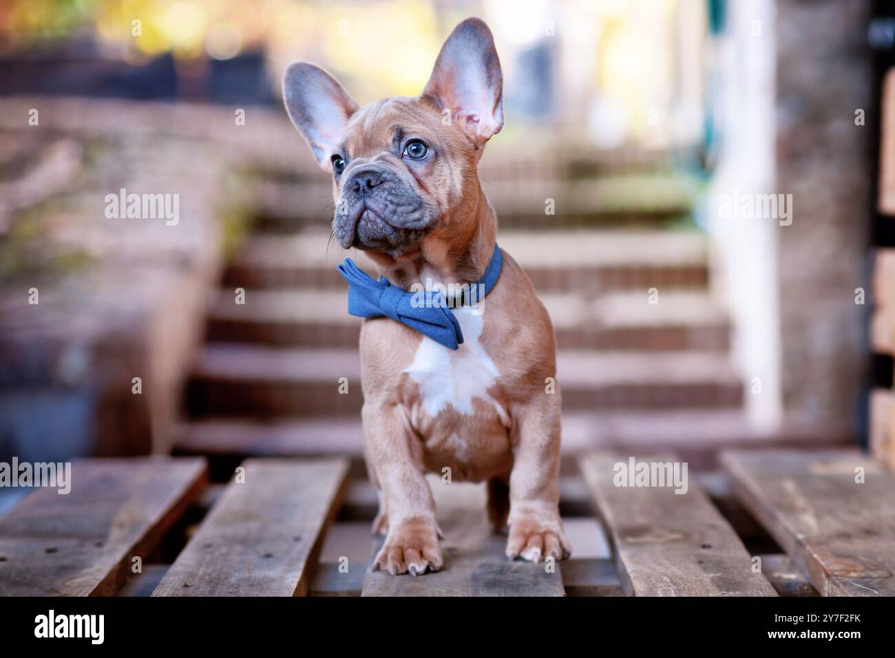 Jeune chiot chien bouledogue bleu fauve rouge portant un noeud papillon bleu Banque D'Images