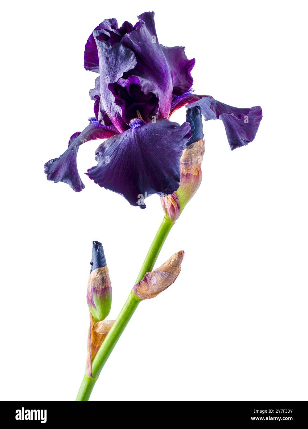 Fleur d'iris isolée sur fond blanc. Fleur de bourgeon de pétale de couleur violet foncé. Banque D'Images