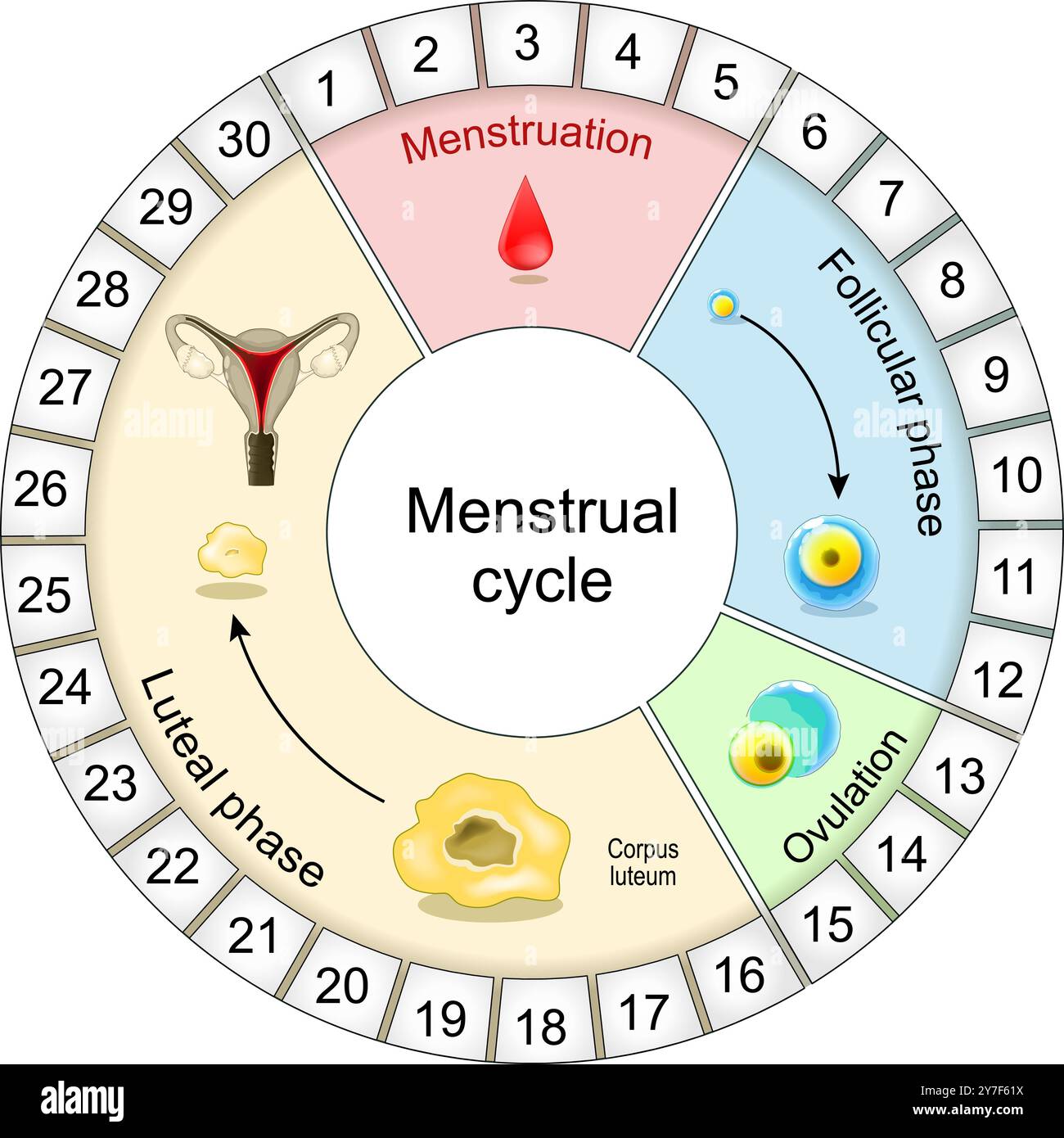 Diagramme du cycle menstruel. Fenêtre de fertilité. La régulation hormonale. De la phase folliculaire à l'ovulation, la phase lutéale et la menstruation. Illustration vectorielle Illustration de Vecteur