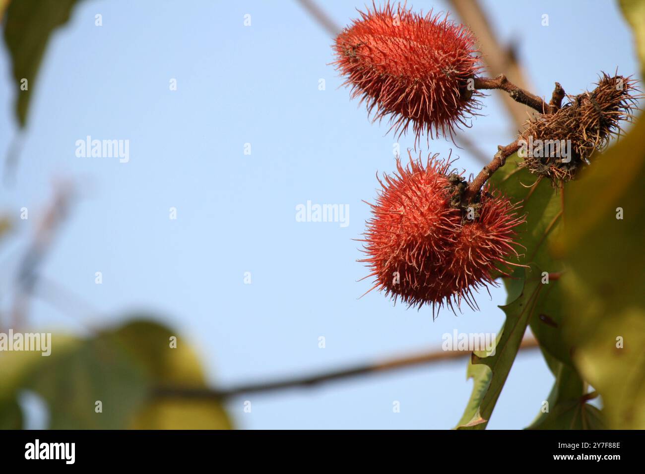Gousses de graines épaisses d’aspect rouge-brun d’achiote (Bixa orellana) à l’extrémité de la branche. Banque D'Images