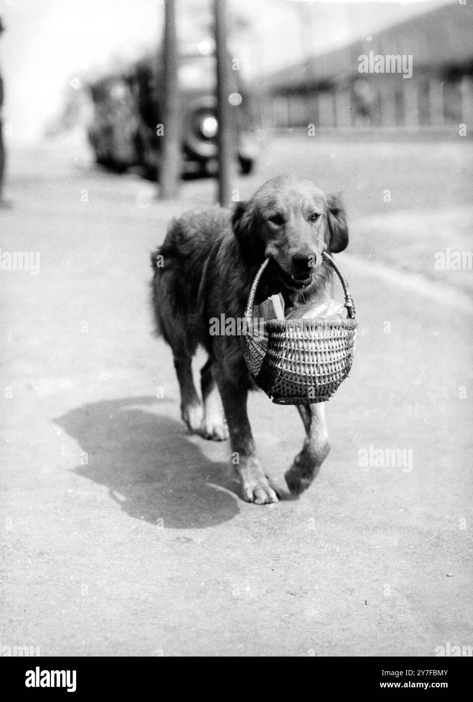 SANDY, un Golden Retriever âgé de 18 mois, est placidement lié à la maison alors qu'il est photographié ici, les dents serrées dans le panier en osier qui contient le joint familial. Appartenant à M. F C Clarke de Bedminster, Bristol, le chien résiste aux tentations. m. Clarke l'envoie un demi-mile à la boucherie, non accompagné, pour les rations de viande de la famille. Et, bien que l'odeur succulente de la viande crue plane à seulement un pouce sous ses narines, Sandy ne s'est jamais encore arrêté pour se rafraîchir sur le chemin du retour. Banque D'Images