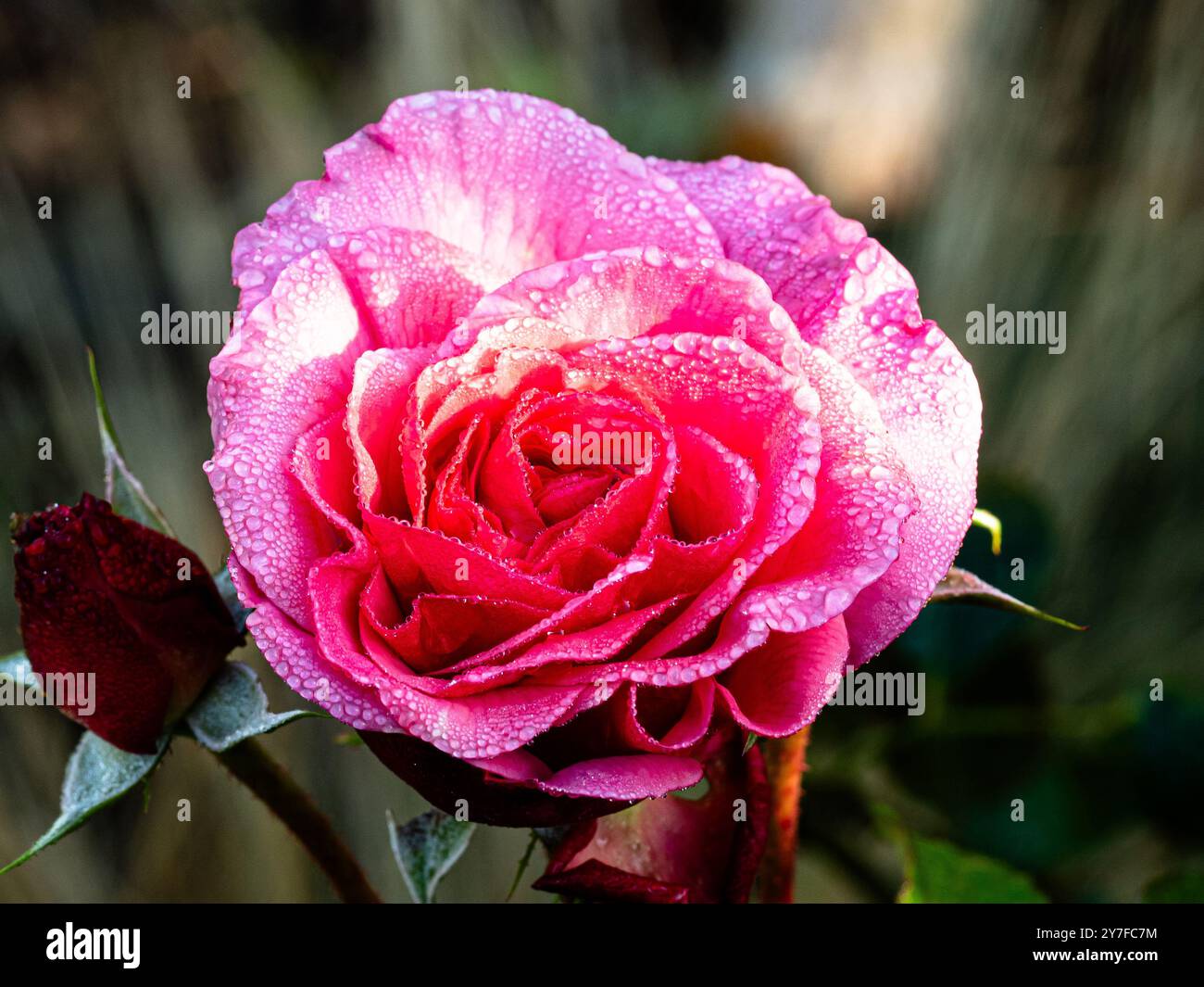 Un bouton de rose pâle nouvellement ouvert recouvert de minuscules gouttelettes de rosée Banque D'Images