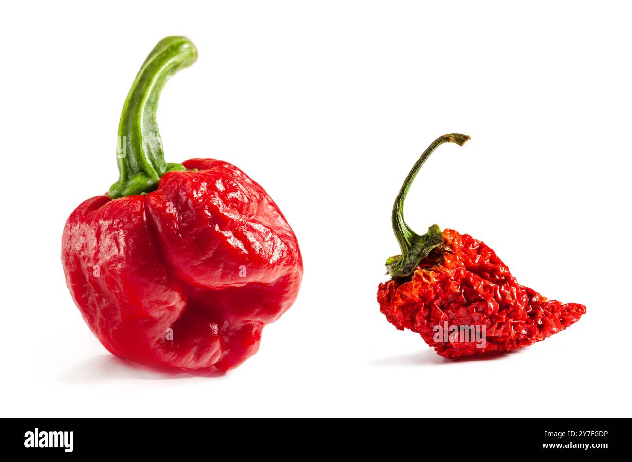 PED Carolina Reaper Pepper. Fruits frais et secs. Est-ce qu'une variété de piment ont une cote de chaleur de 1 150 000 - 2 200 000 unités Scoville Banque D'Images