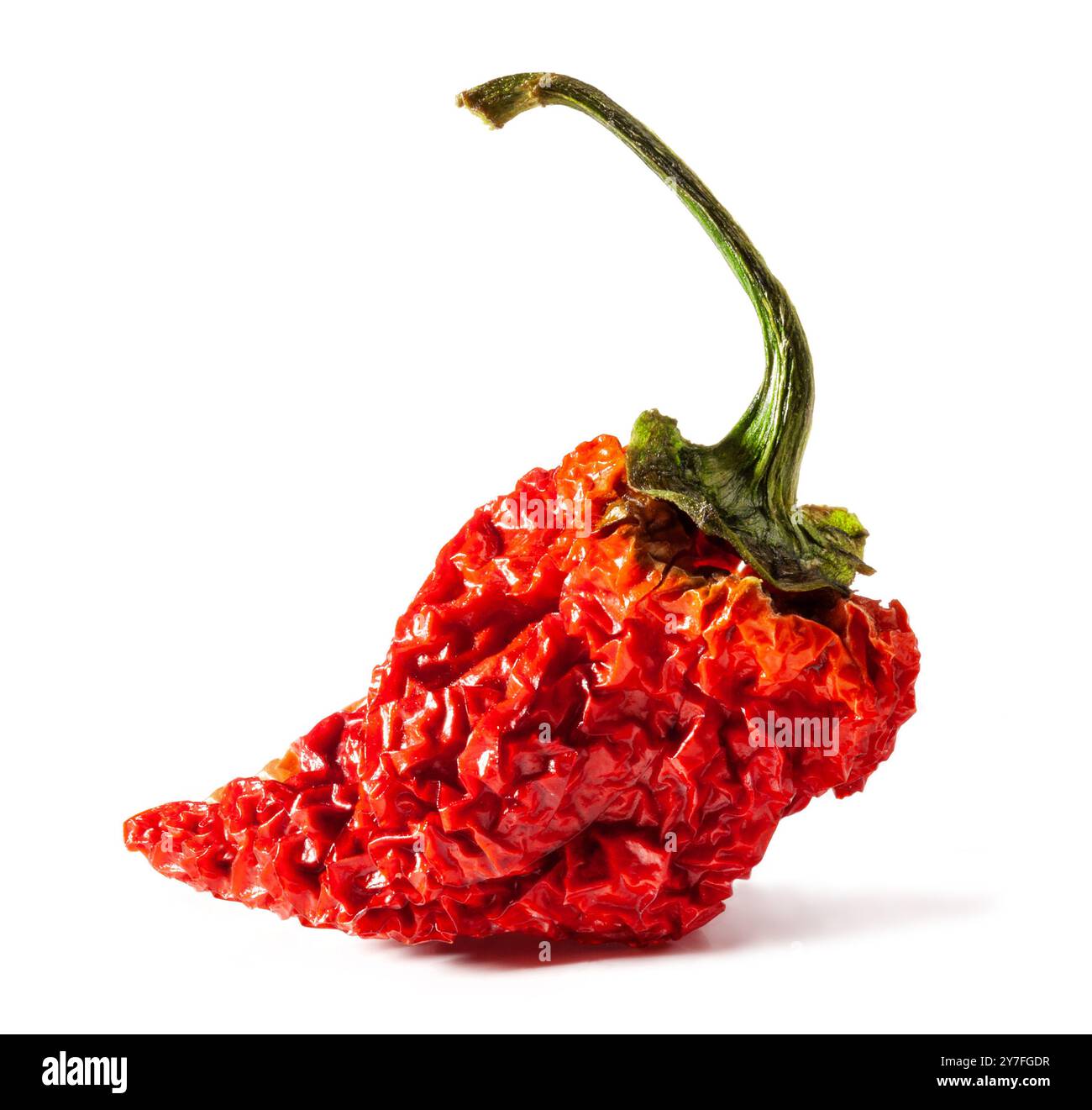 Poivre sec PED Carolina Reaper. Est-ce qu'une variété de piment ont une cote de chaleur de 1 150 000 - 2 200 000 unités Scoville Banque D'Images