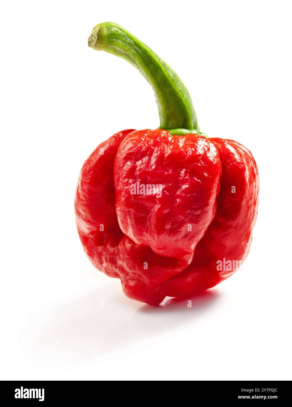 PED Carolina Reaper Pepper. Est-ce qu'une variété de piment ont une cote de chaleur de 1 150 000 - 2 200 000 unités Scoville Banque D'Images
