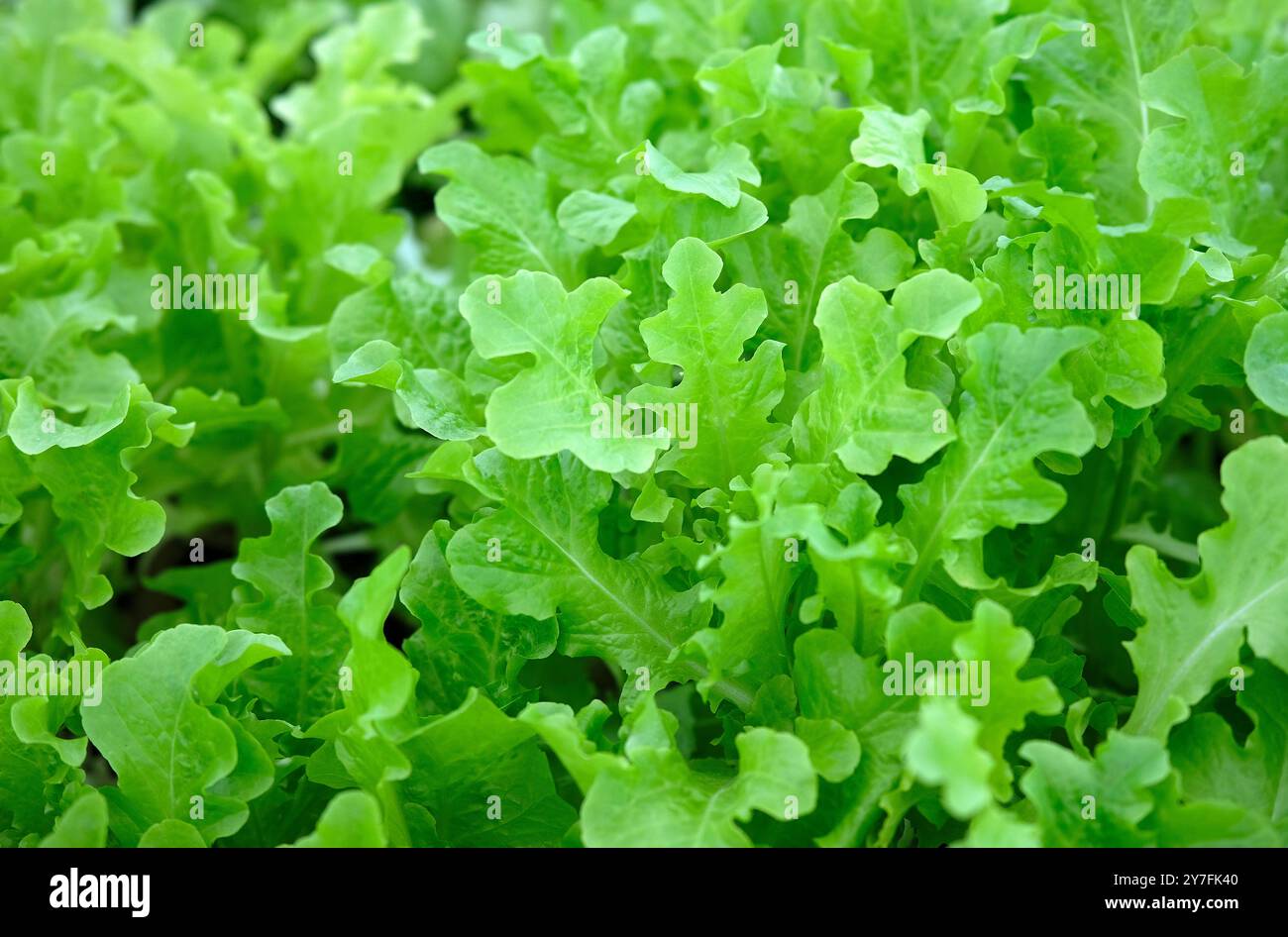 jeunes feuilles de laitue vert vif, norfolk, angleterre Banque D'Images