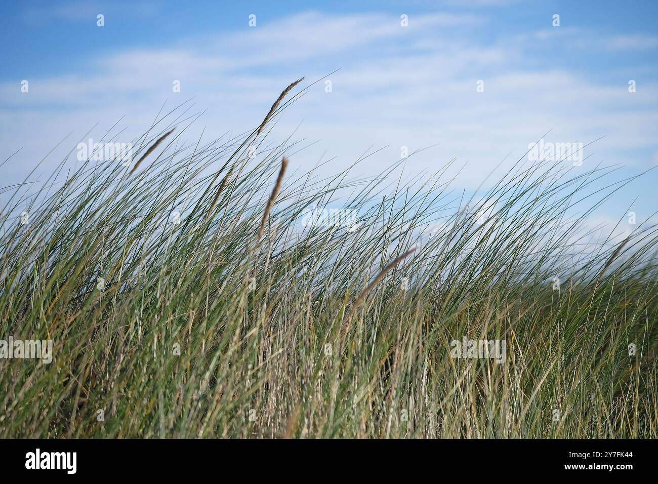 marram sur les dunes de sable, holkham, nord du norfolk, angleterre Banque D'Images
