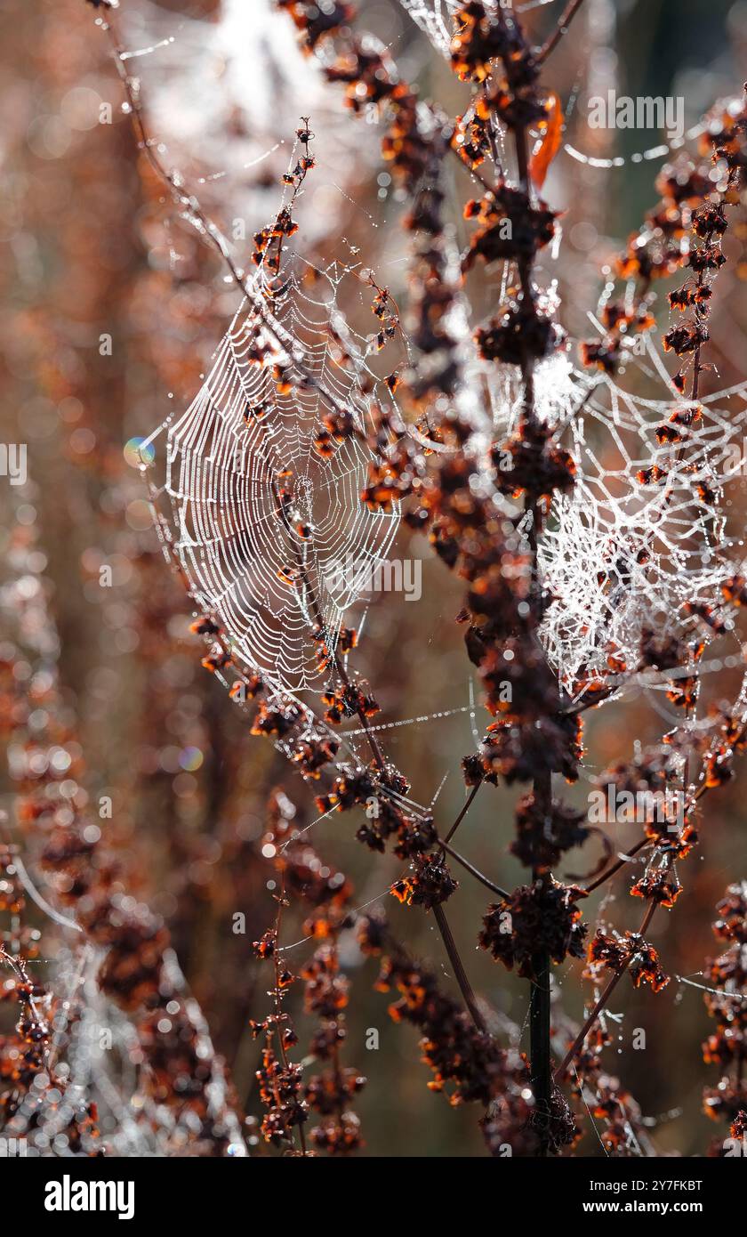 toiles d'araignée sur des plantes de campagne d'automne brunes, norfolk, angleterre Banque D'Images