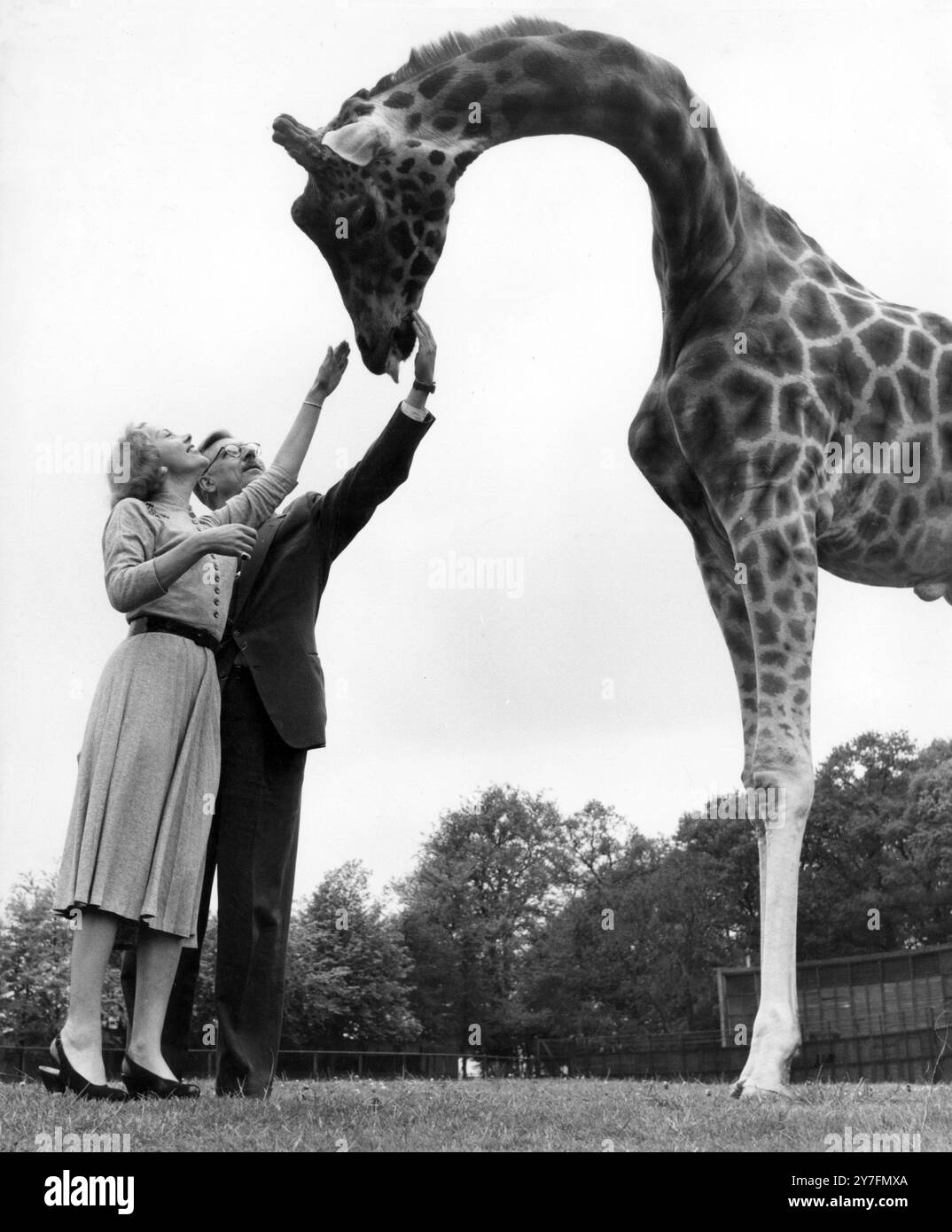 Armand et Michaela Denis rencontrent une girafe au zoo de Whipsnade. Le couple était une vedette populaire de la télévision des années 1950 et 1960 avec leurs séries incluant le tournage de Wild Animals, le tournage en Afrique et sur Safari. Banque D'Images