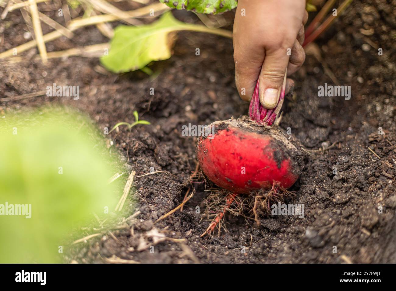 Le fermier récolte une betterave rouge fraîche du sol du jardin Banque D'Images