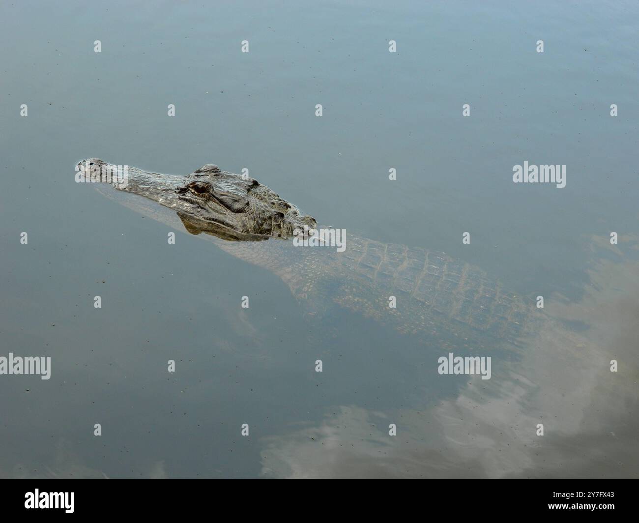 Alligator/Crocodile flottant dans le marais Banque D'Images