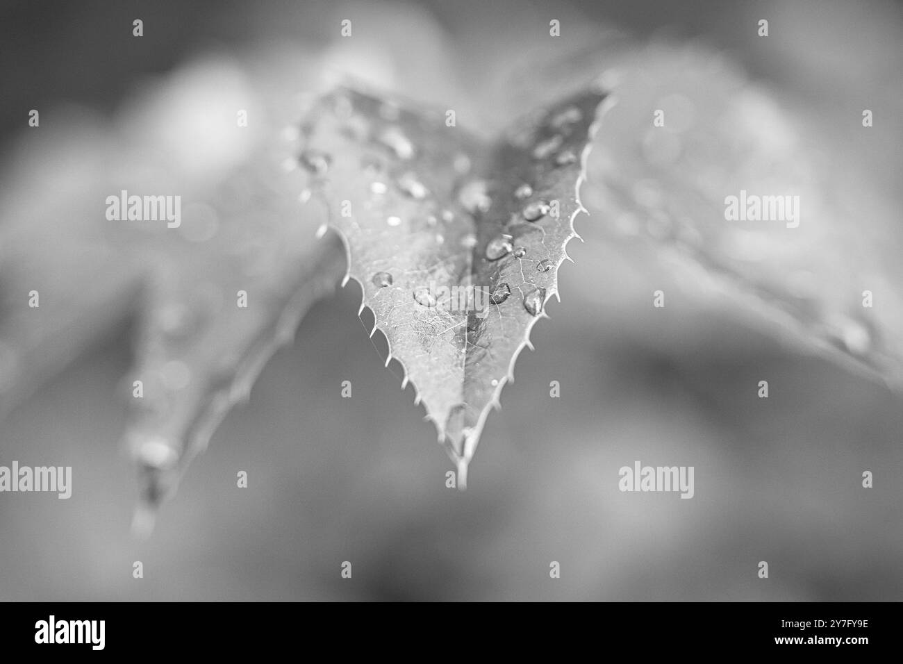 Macro prise de vue en noir et blanc d'une feuille recouverte de gouttelettes d'eau. Photo végétale de la nature Banque D'Images