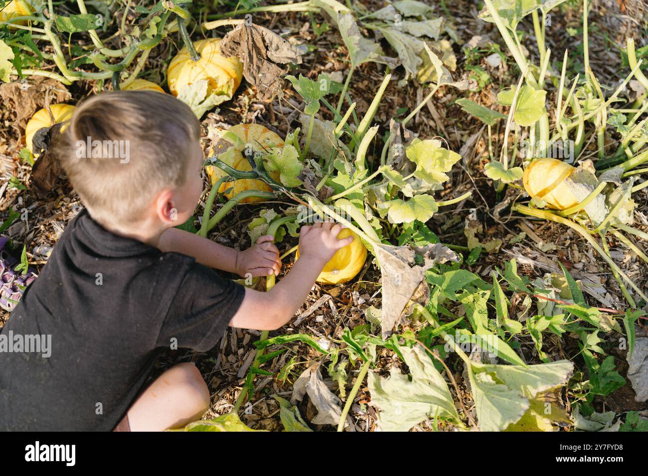 Jeune garçon cueillant des citrouilles dans un champ de citrouille Banque D'Images