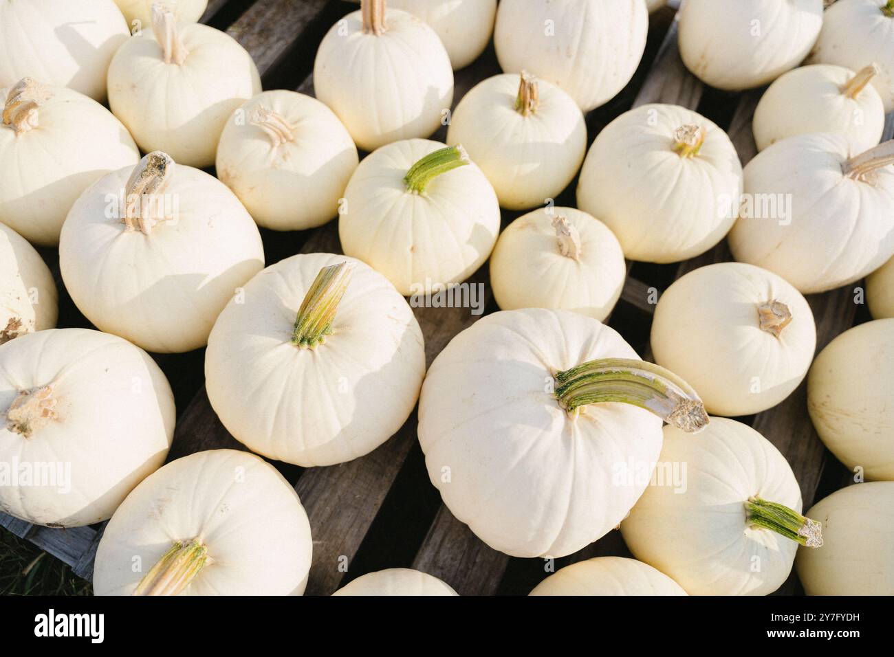 vue aérienne de citrouilles blanches Banque D'Images