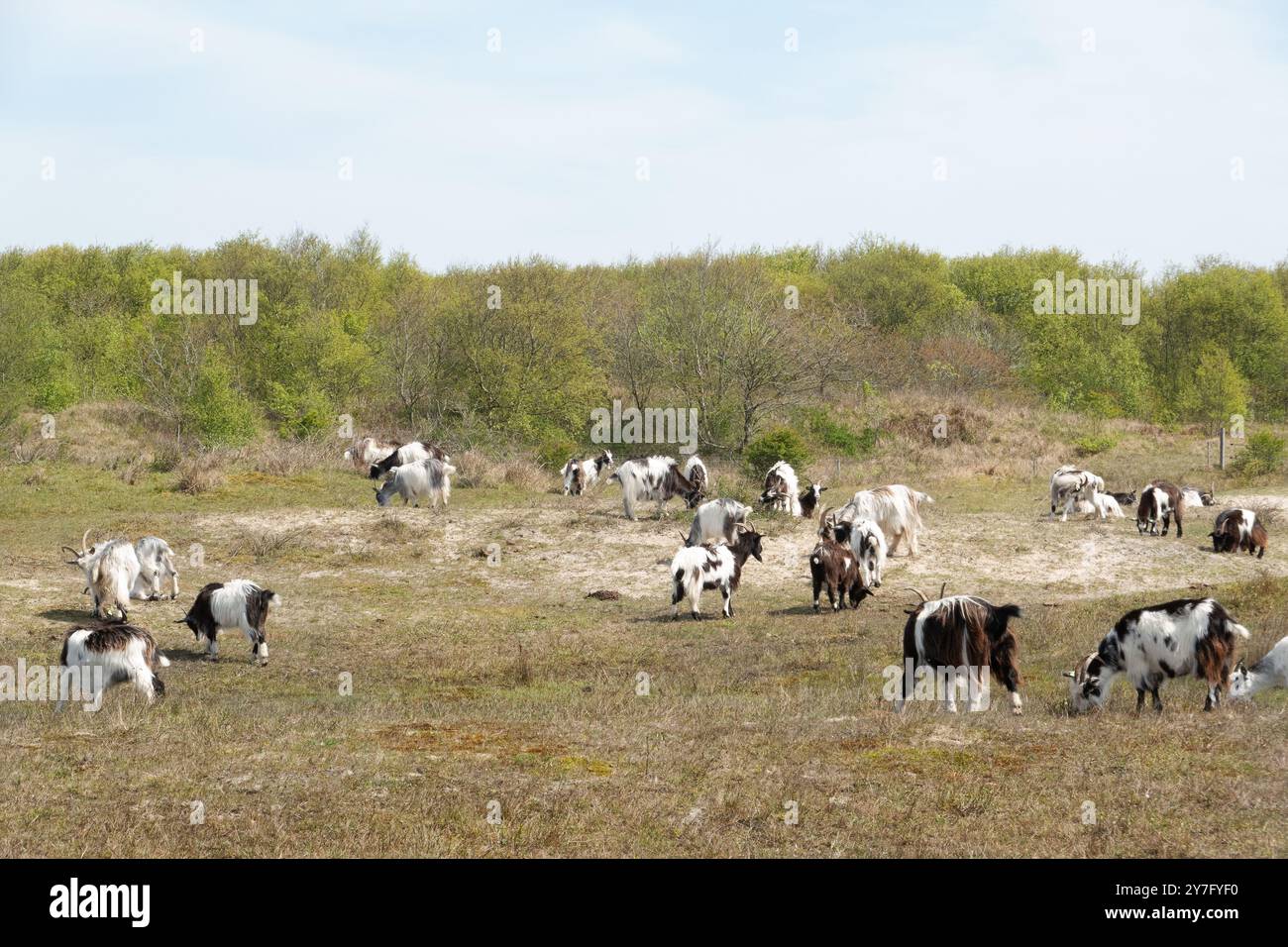 Les chèvres de la race néerlandaise pâturent dans les dunes de l'île néerlandaise de Schiermonnikoog dans le cadre de la gestion de la nature Banque D'Images