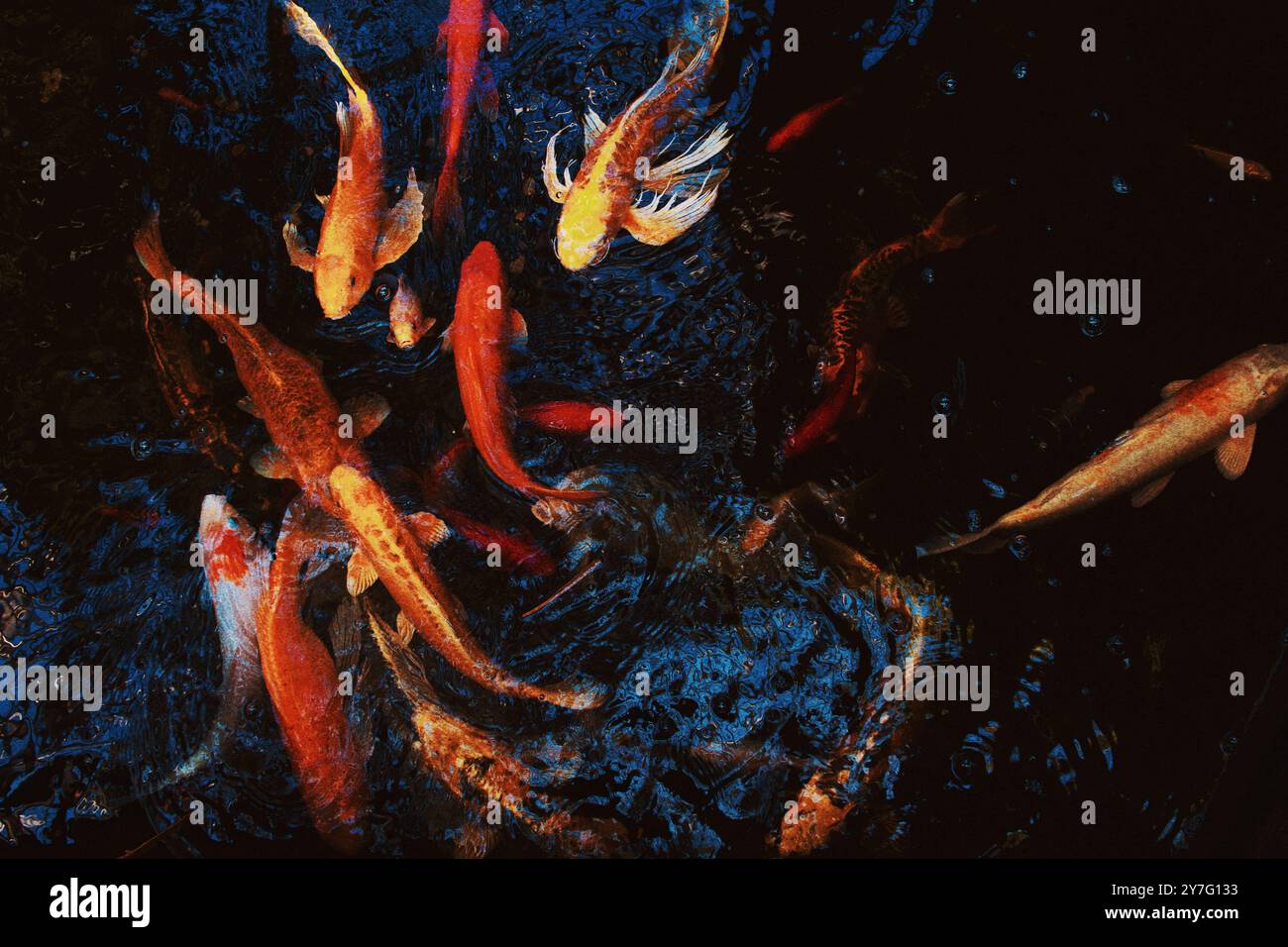 Poissons Coy orange, jaune et blanc nageant dans l'étang au conservatoire Banque D'Images