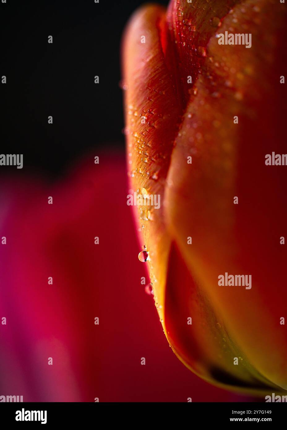 photo macro d'une goutte d'eau sur une tulipe orange éclatante Banque D'Images