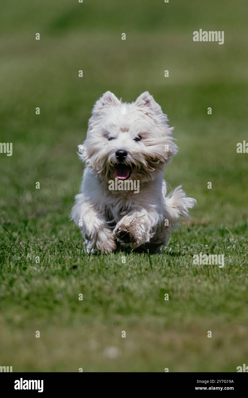 West Highland White Terrier Westie Running Lure course Dog Sport Banque D'Images