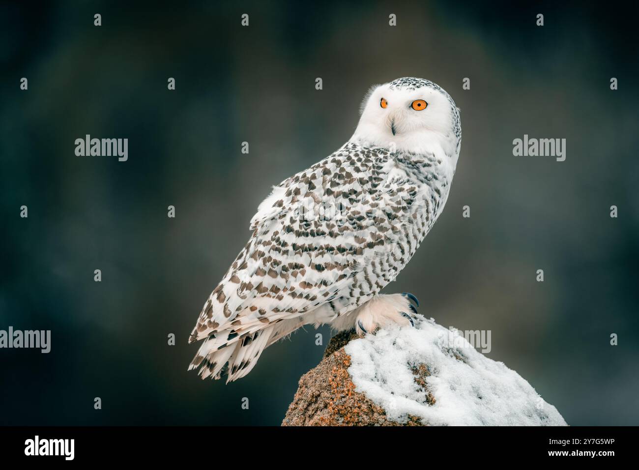 Un majestueux hibou des neiges (Bubo scandiacus) est assis sur un rocher couvert de neige, ses yeux jaunes frappants se détachent. L'arrière-plan présente une forêt verte, hig Banque D'Images