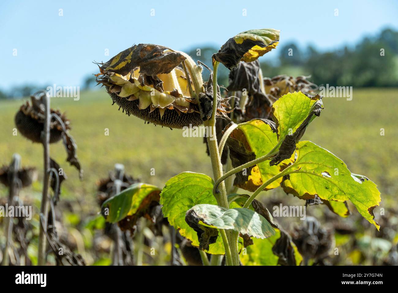 Gros plan des têtes de tournesol séchées au soleil au coucher du soleil Banque D'Images
