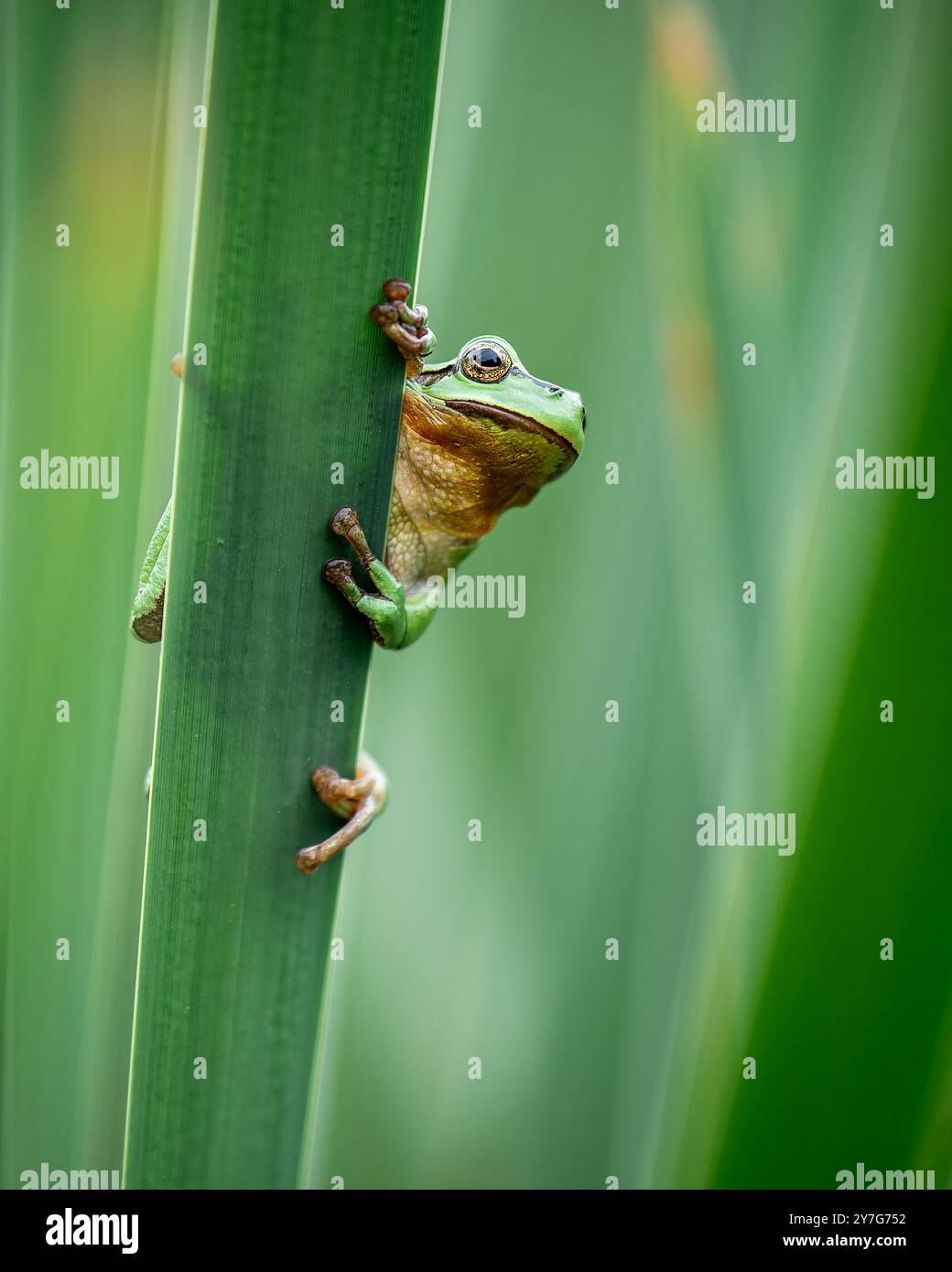 Une grenouille arboricole européenne (Hyla arborea) est vue grimper sur une queue dans un environnement verdoyant. Le gros plan capture la grenouille tenant sur le CA Banque D'Images