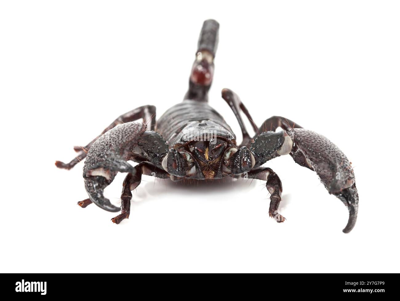 Vue de face de l'empereur Scorpion (Pandinus imperator) isolé sur fond blanc Banque D'Images