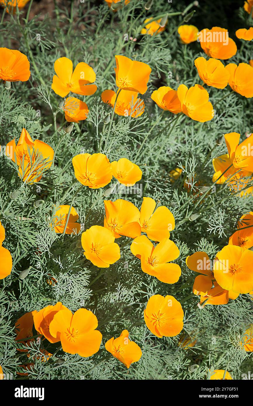 Esholtsia a fleuri un jour d'été dans le parc avec une couleur citron vif Banque D'Images